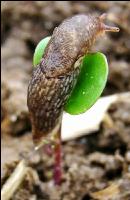 Raps Ackerschnecke 4