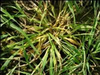 Typhula Gerste 3