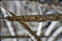 Alternaria Rapsschoten 5