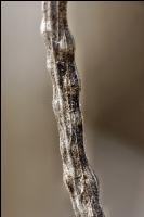 Alternaria Rapsschoten 4