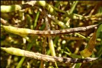 Alternaria Schoten Rapsschoten