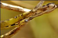 Alternaria Rapsschoten 1