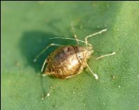 parasitierte Blattlaus