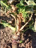 Raps Botrytis 1