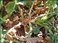 Raps Botrytis 2