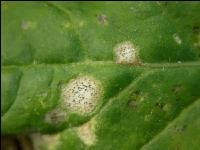Raps Phoma Blatt 1