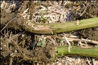 Raps Phoma Wurzelhals 3