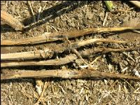 Verticillium Rapswurzel 4