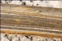 Verticillium Mikrosklerotien 3