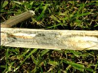 Verticillium Mikrosklerotien 6