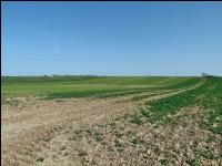 Raps Schaden durch Diflufenica