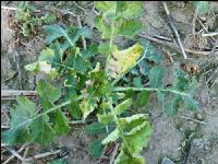 Raps Schaden durch Diflufenican 2