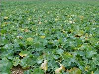 Raps Stickstoffmangel Herbst 4
