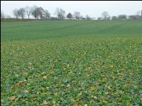 Raps Stickstoffmangel Herbst 2