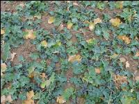 Raps Stickstoffmangel Herbst 1