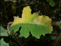 Raps Verticillium Blatt