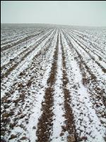 Rübenacker Schnee 1