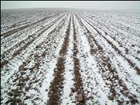 Rübenacker Schnee 2