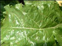 Cercospora Blattfleckenkrankheit 7