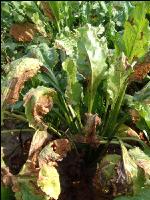 Cercospora Blattfleckenkrankheit 4