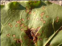 Cercospora Blattfleckenkrankheit 2
