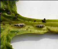 Schwebfliegen Larven 1