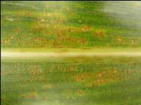 Helminthosporium Mais 3