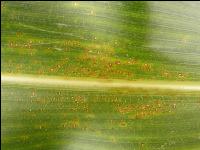 Helminthosporium Mais 2