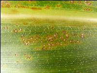 Helminthosporium Mais 1