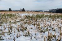 Abgefrostete Zwischenfrucht 17