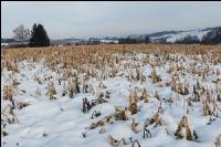 Abgefrostete Zwischenfrucht 15