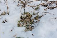 Abgefrostete Zwischenfrucht 4