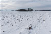 Ackerschollen im Winter 6