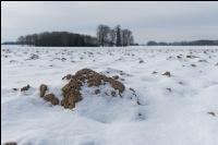 Ackerschollen im Winter 5