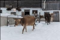 Braunvieh im Schnee 34