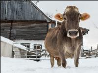 Braunvieh im Schnee 33