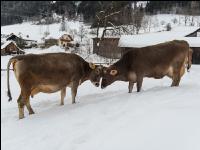 Braunvieh im Schnee 32