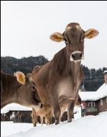 Braunvieh im Schnee 31