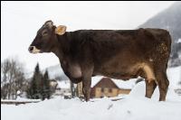 Braunvieh im Schnee 29