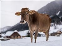 Braunvieh im Schnee 28