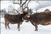 Braunvieh im Schnee 27