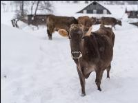 Braunvieh im Schnee 26
