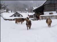 Braunvieh im Schnee 25