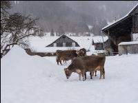 Braunvieh im Schnee 24