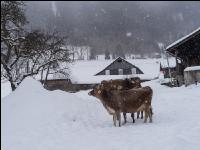 Braunvieh im Schnee 23