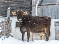 Braunvieh im Schnee 22