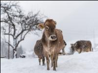 Braunvieh im Schnee 21