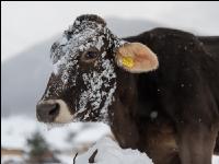 Braunvieh im Schnee 20
