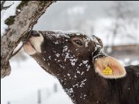 Braunvieh im Schnee 19