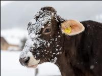Braunvieh im Schnee 18